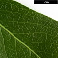 SpeciesSub: f. salicifolius